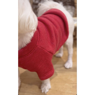 MINI PUMPKIN Pet Graphic Sweatshirt for dogs, red hoodie on a white dog