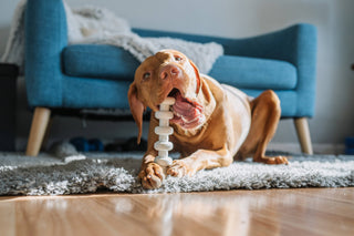 Clean Earth Recycled Hard Chews - Made in the USA Spunky Pup
