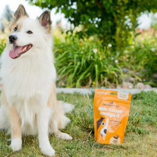 Omega-3 fish oil dog chews in orange pouch beside a fluffy white-tan dog