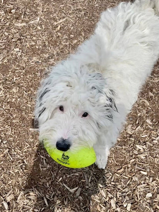 Squeak and Glow Football Spunky Pup