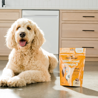 Dog omega-3 fish oil skin & coat chews in orange pouch beside a fluffy golden doodle