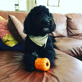 Halloween Jack O' Lantern - Chew Toy-Treat Dispenser Dapper SodaPup Dog Toys