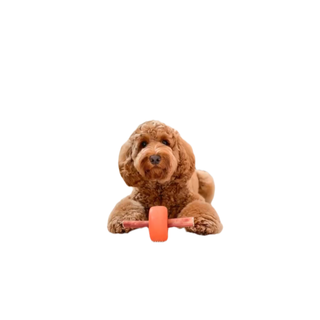 Classic Medium Dapper dog toy with orange wheel, shown with a brown curly-coated dog