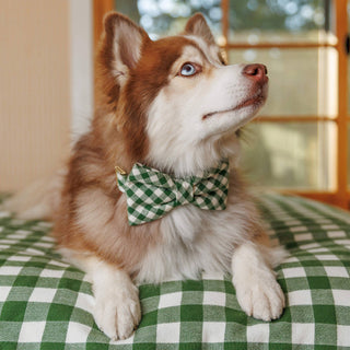 HTH x TFD Mini Gingham Hunter Green Dog Bow Tie The Foggy Dog