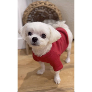 MINI PUMPKIN Pet Graphic Sweatshirt in red for pets