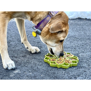 Mandala Design eTray enrichment tray for dogs, green plastic with treat compartments; dog sniffing on pavement.