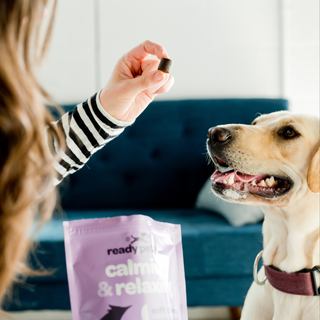 Calming dog chews in a lavender pouch; a person offers a brown chew to a happy dog.