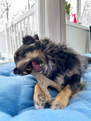 Hard Chew Nylon Antlers - Made in the USA Spunky Pup