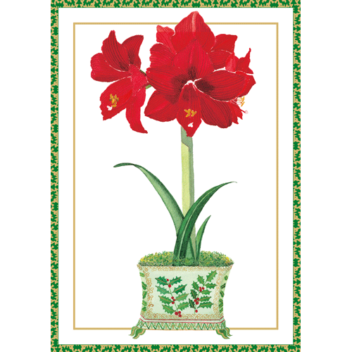 Amaryllis In Holly Pot - Christmas Card Box B Size 16 In  Caspari   