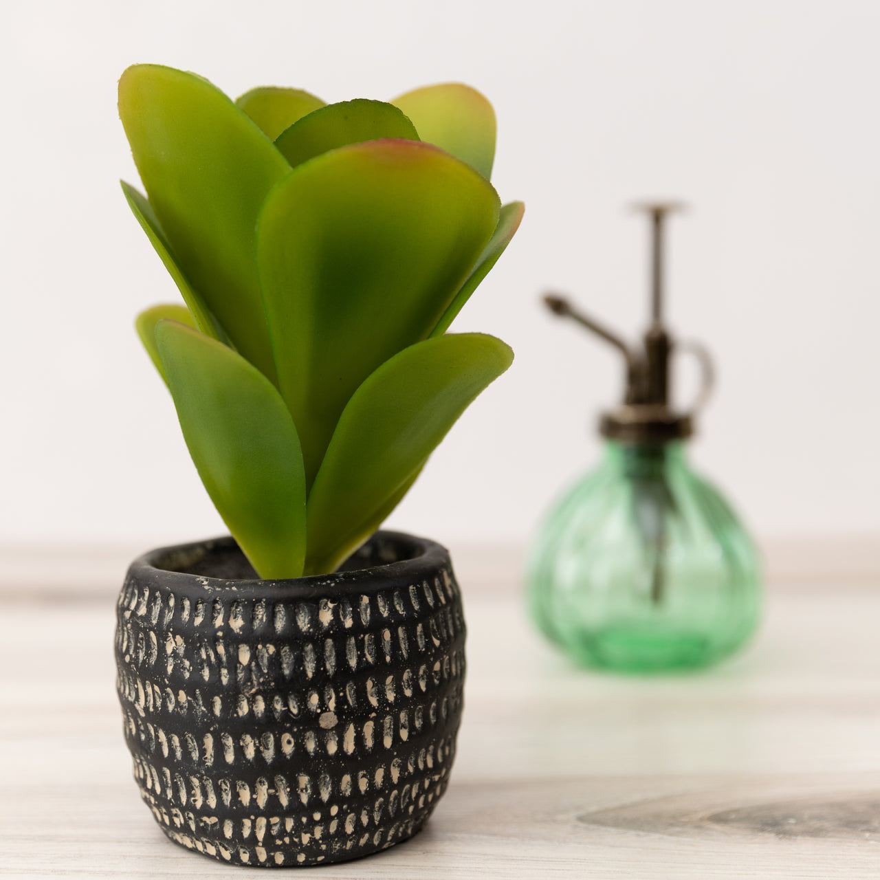 Potted Succulent  PD Home   