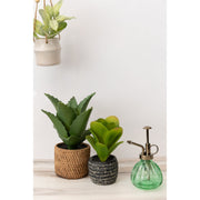 Potted Succulent  PD Home   