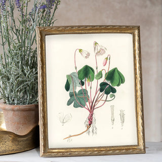 Gold twist photo frame with botanical illustration and ornate beaded edge.