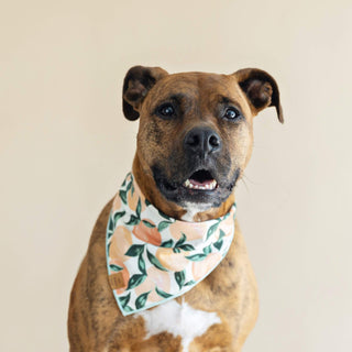 Peaches and Cream Dog Bandana The Foggy Dog