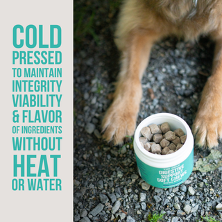 Digestive support soft chews for dogs in a teal jar with cube-shaped bites next to dog's paws on rocky ground