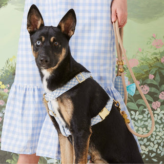 Waste bag holder in sky blue gingham, Dapper style, clipped to a dog harness
