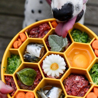 Honeycomb design eBowl slow feeder for dogs, yellow; filled with meat chunks, carrots, greens, and a flower.