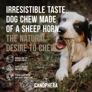 Dog chew made from sheep horn being chewed by a dog; beige horn, white and brown coat.
