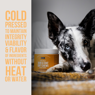 The Only Skin & Coat Soft Chews Dogs Need Natural Rapport