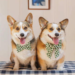 HTH x TFD Mini Gingham Hunter Green Dog Bow Tie The Foggy Dog