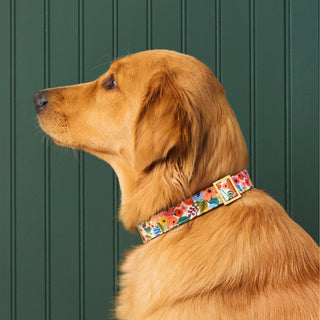 Garden Party dog collar with a colorful floral pattern and gold buckle on a golden retriever