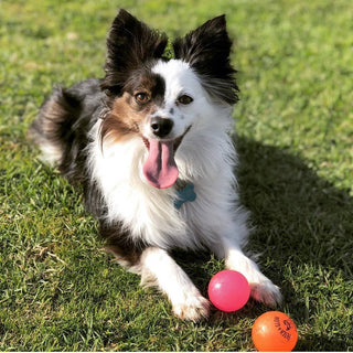 Fetch and Glow Ball dog toy; fluffy black-white dog on grass with two balls, pink and orange.