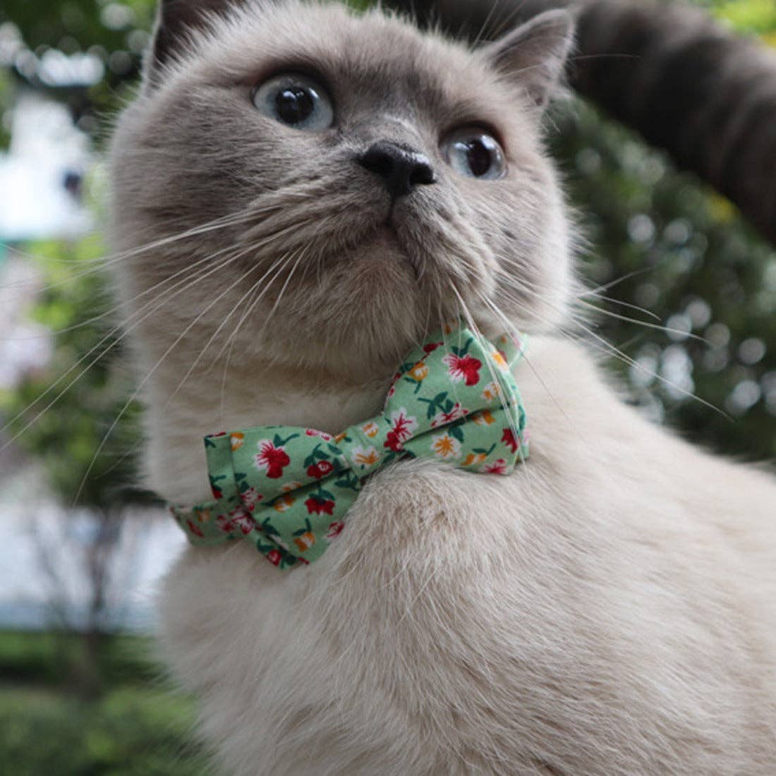 Mokka - Floral Bowtie Cat Collar Cheerhunting