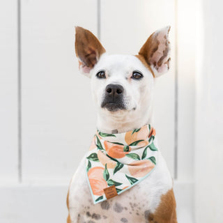 Peaches and Cream Dog Bandana The Foggy Dog