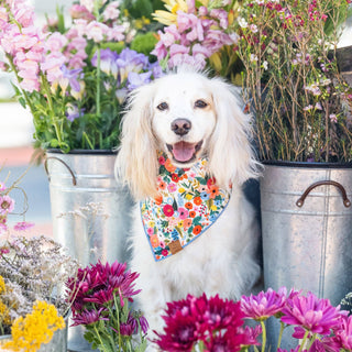 Garden Party Dog Bandana with floral multicolor print and blue trim.