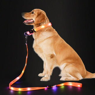 LED dog leash in orange with a light-up strip on a golden retriever.