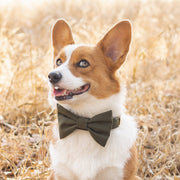 Olive Dog Collar The Foggy Dog