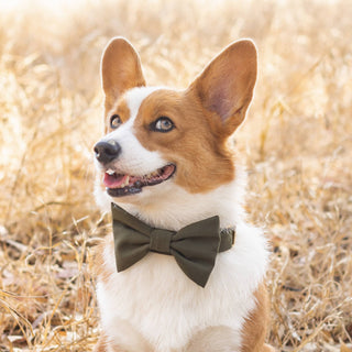 Olive Dog Collar The Foggy Dog