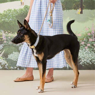 Sky Blue Gingham Waste Bag Holder clipped to a dog leash with gold hardware