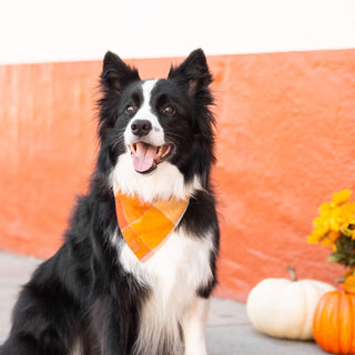 Pumpkin Spice Flannel Fall Dog Bandana The Foggy Dog