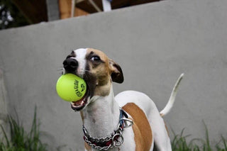 Fetch and Glow Ball Spunky Pup