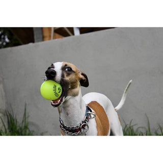 Fetch and Glow Ball neon green ball held in a dog's mouth.