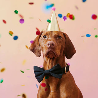 Onyx Dog Collar The Foggy Dog