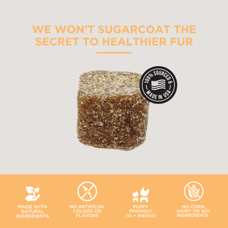 The Only Skin & Coat Soft Chews Dogs Need Natural Rapport