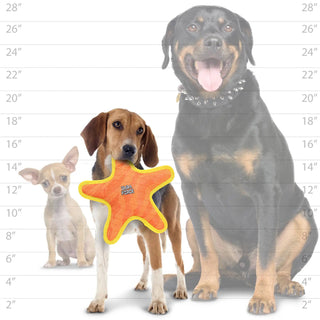 DuraForce Star orange squeaky dog toy, durable star-shaped chew shown with three dogs
