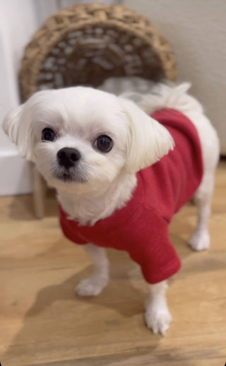 LITTLE BEACH BUM Pet Graphic Sweatshirt. OAT COLLECTIVE
