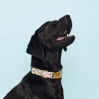 Peaches and Cream dog collar in floral pattern with a gold buckle on a black dog.