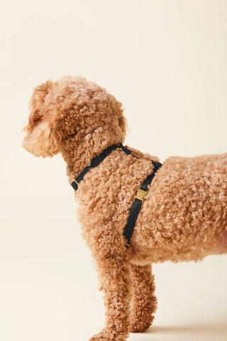 Onyx Dog Harness The Foggy Dog