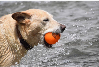 Fetch and Glow Ball Spunky Pup