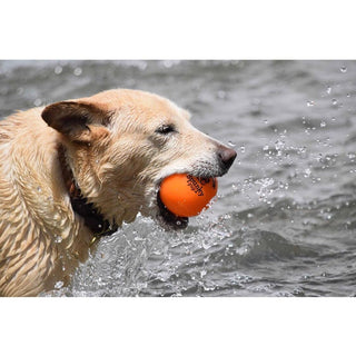 Fetch and Glow Ball orange ball held by a wet golden retriever in water