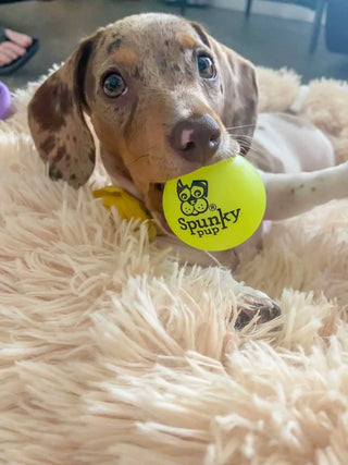 Fetch and Glow Ball Spunky Pup