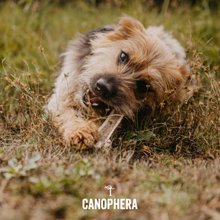Dog chew made of red deer antler splits; natural brown, durable antler chew.