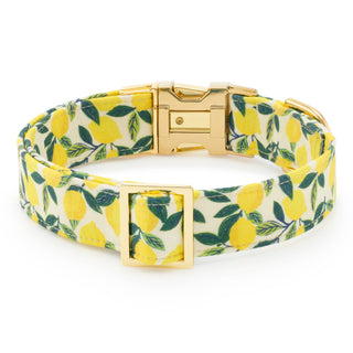 Lemon Zest Dog Collar Dapper The Foggy Dog