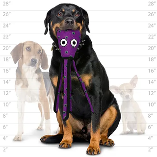 Purple squid-shaped squeaky dog toy; durable, tough.