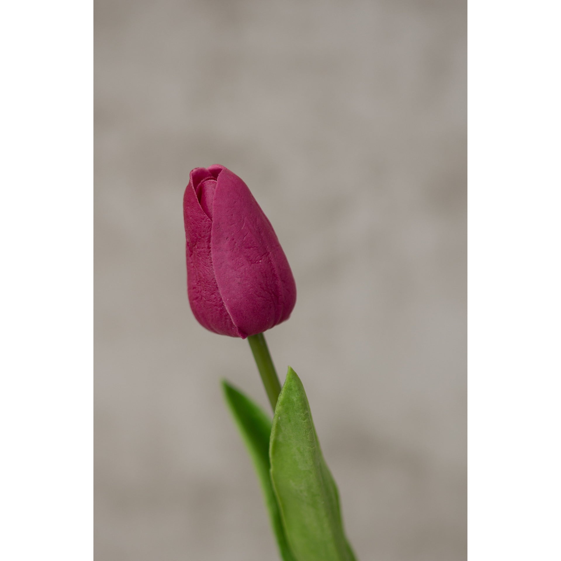Real Touch Tulip Artificial Flora K&K Fuchsia  