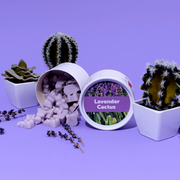Lavender Cactus Classic Tin  Happy Wax   